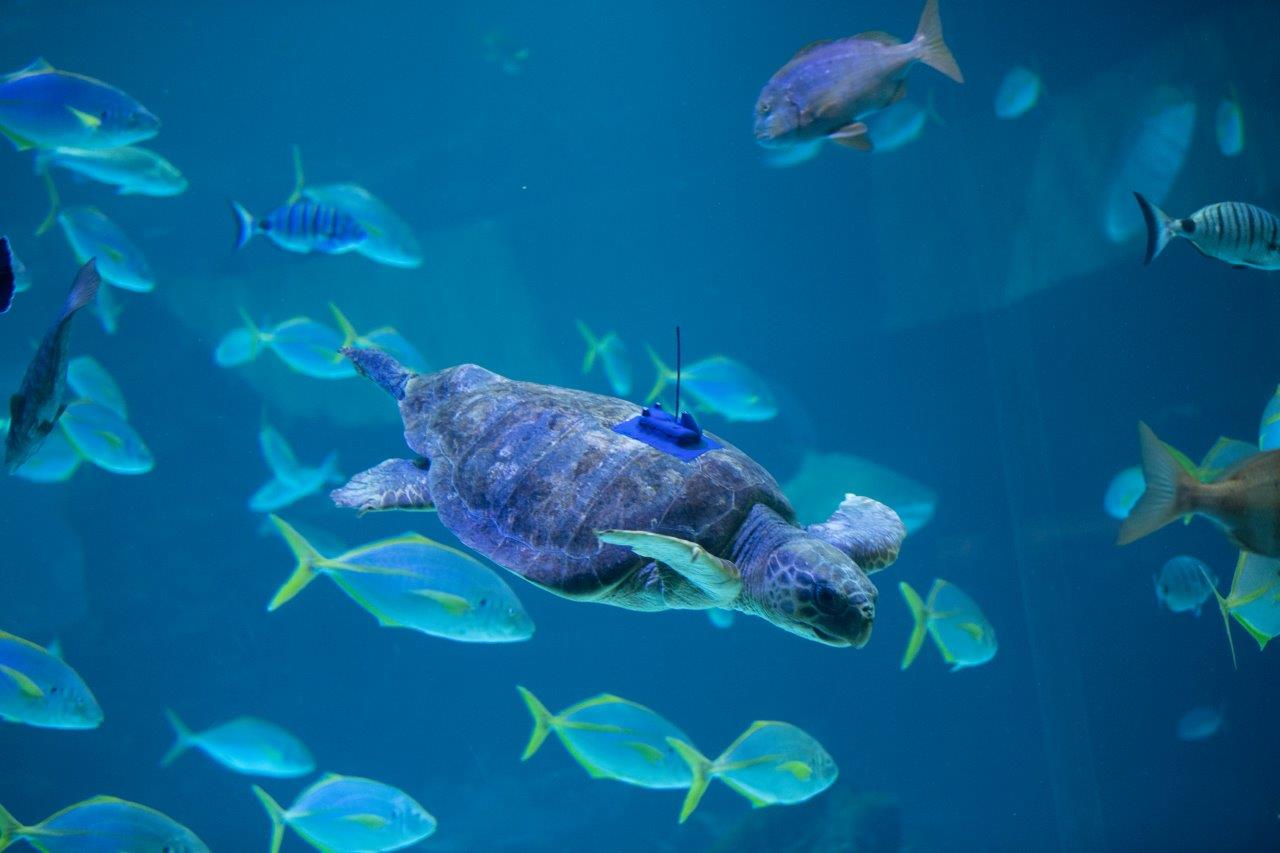 Poema del Mar devuelve al océano a una tortuga encontrada en estado crítico 01