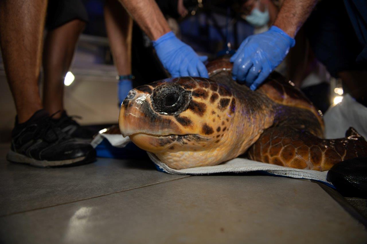 Poema del Mar devuelve al océano a una tortuga encontrada en estado crítico 02