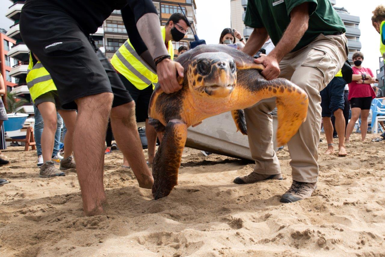 Poema del Mar devuelve al océano a una tortuga encontrada en estado crítico 03