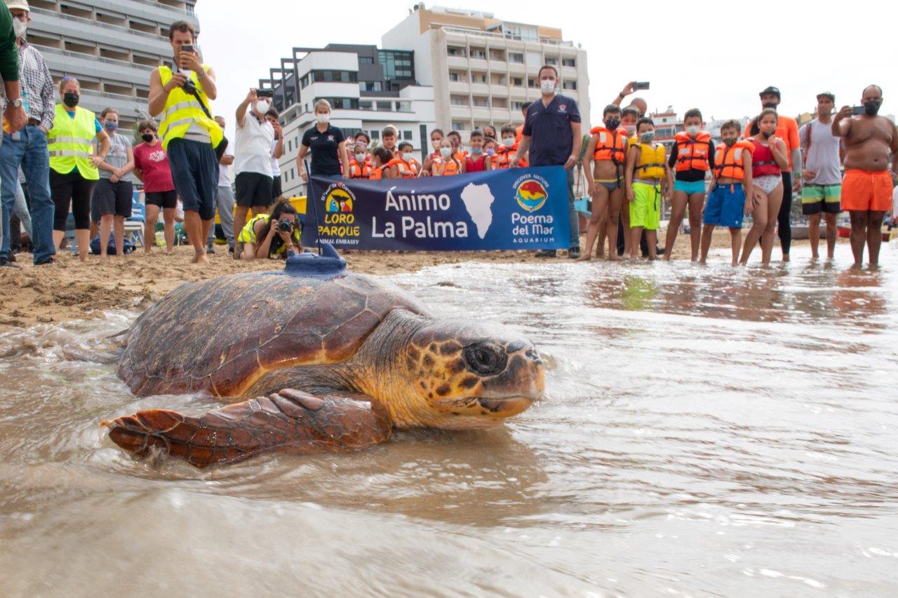 Poema del Mar devuelve al océano a una tortuga encontrada en estado crítico 04