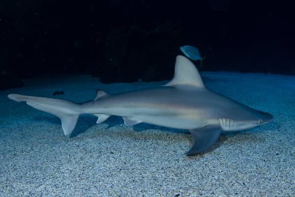 El acuario Poema del Mar acoge a tres tiburones  grises nacidos en Loro Parque