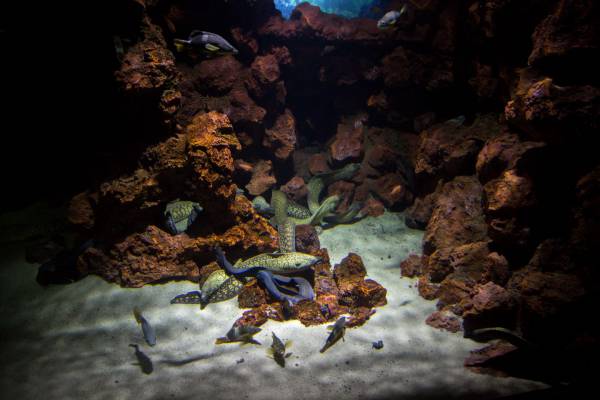 Una exhibición única, denominada ‘El Veril’, concentra las  especies canarias que habitan en Poema del Mar