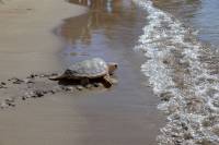 Poema del Mar devuelve una tortuga al océano en la playa de Las Canteras
