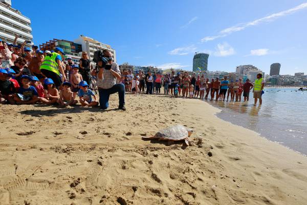 Poema del Mar devuelve una tortuga al océano en la playa de Las Canteras