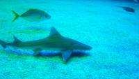 Poema del Mar presenta a Bimba, el primer tiburón cazón  que nace bajo cuidado humano en Canarias
