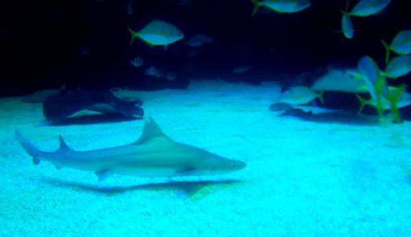 Poema del Mar presenta a Bimba, el primer tiburón cazón  que nace bajo cuidado humano en Canarias