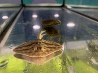 Das Aquarium Poema del Mar feiert sein zweijähriges Bestehen