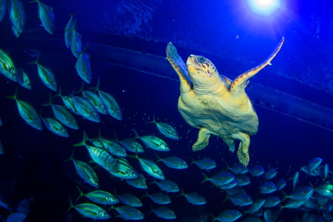 Una tortuga encontrada en estado crítico se recupera en Poema del Mar antes de ser devuelta al mar 2