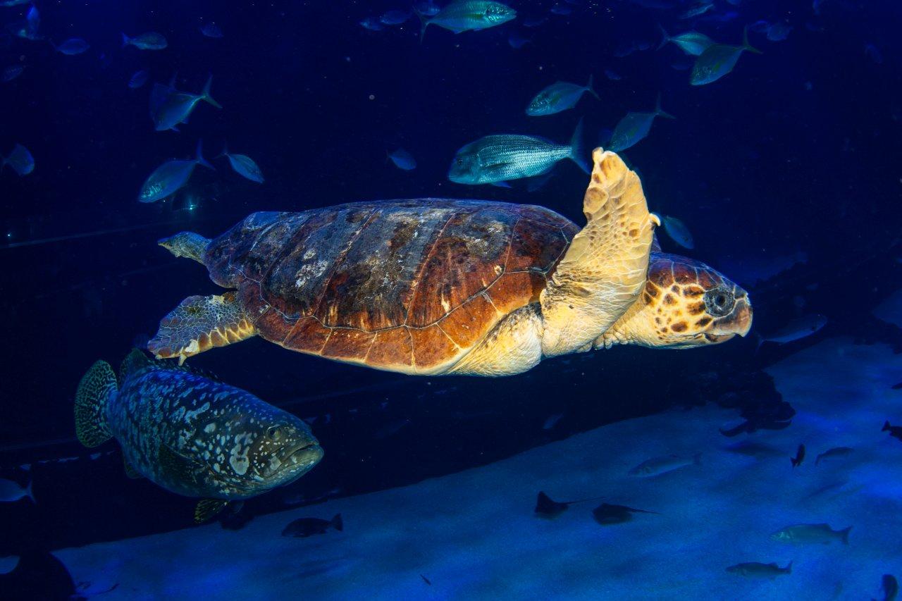 Una tortuga encontrada en estado crítico se recupera en Poema del Mar antes de ser devuelta al mar 5