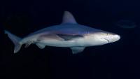 The Poema del Mar aquarium welcomes three Sandbar Sharks born in Loro Parque
