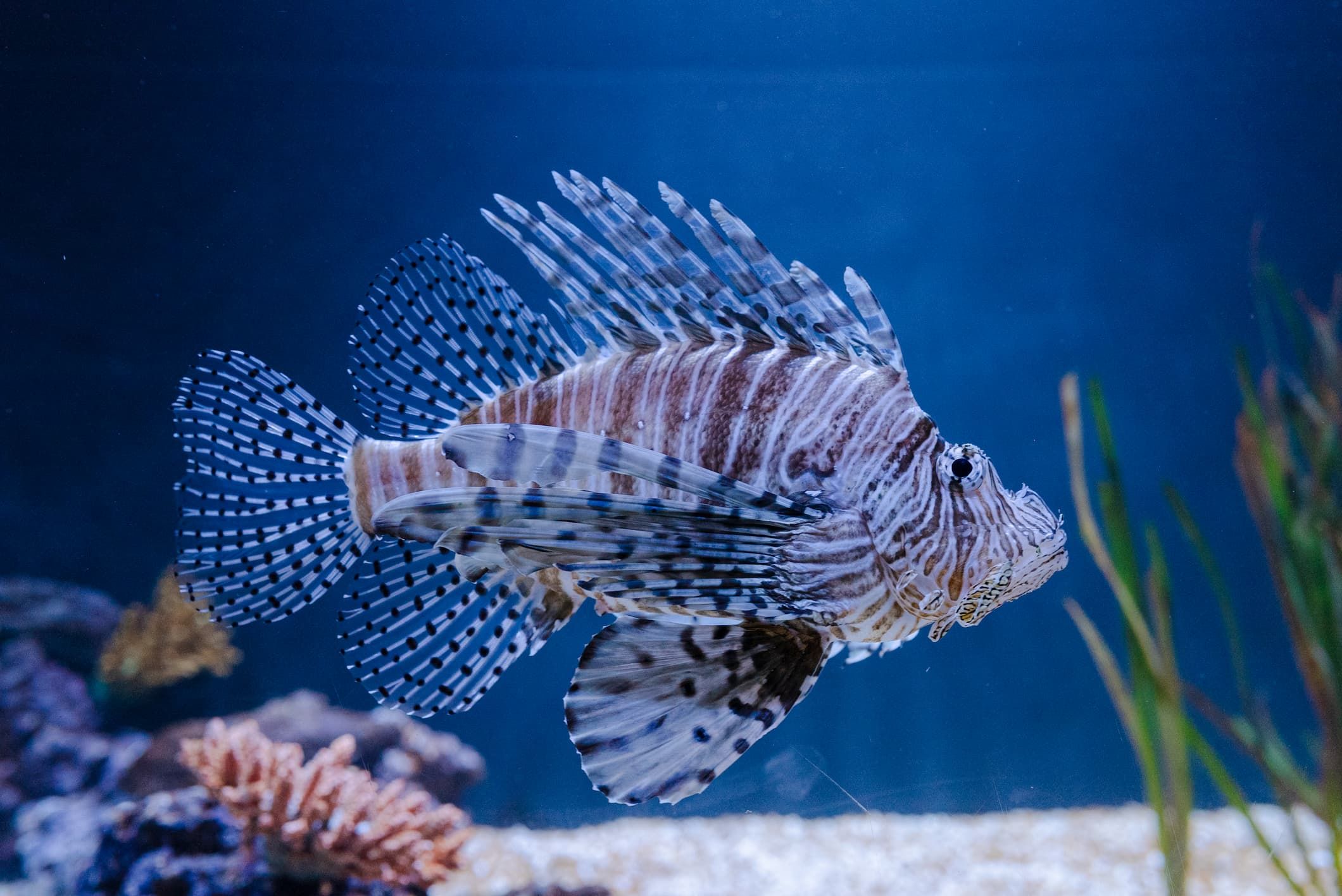 Red lionfish