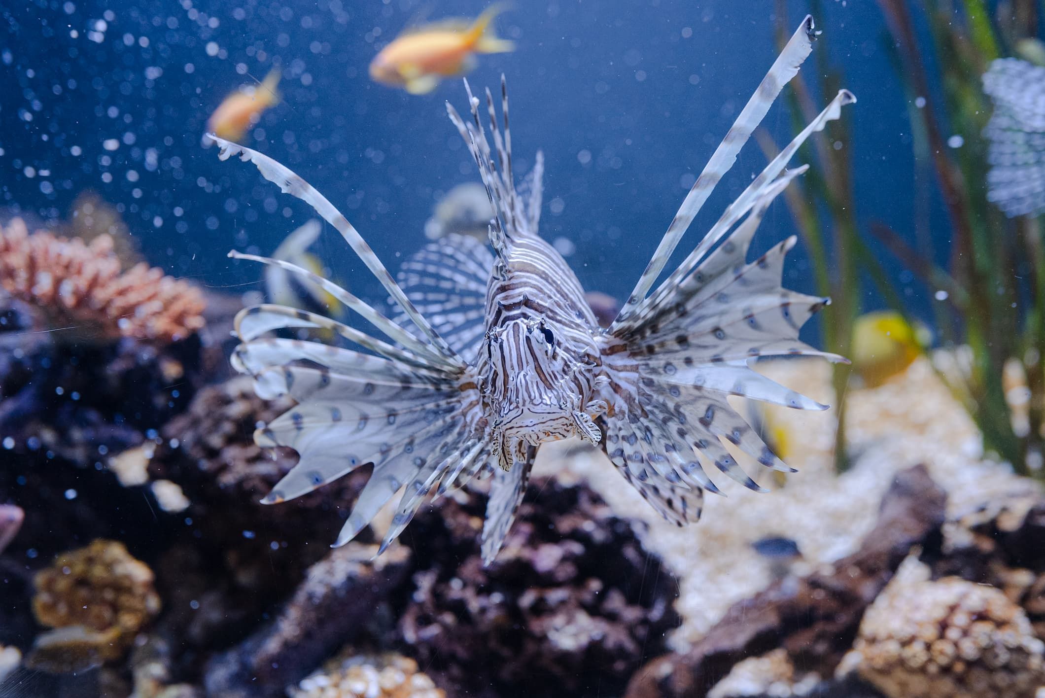 Red lionfish at Poema del Mar