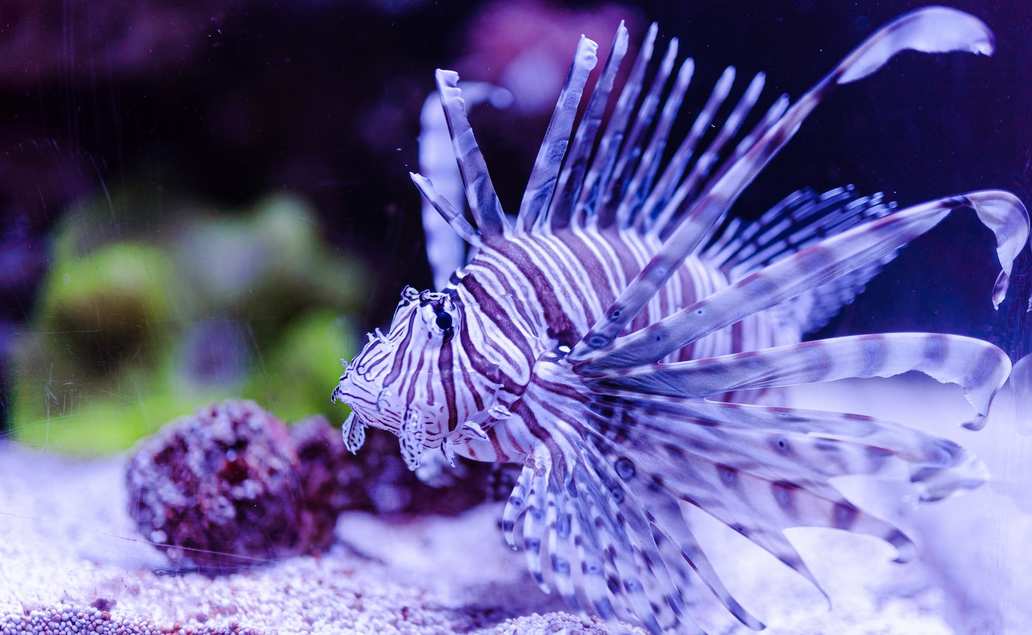 Red lionfish (Pterois volitans)