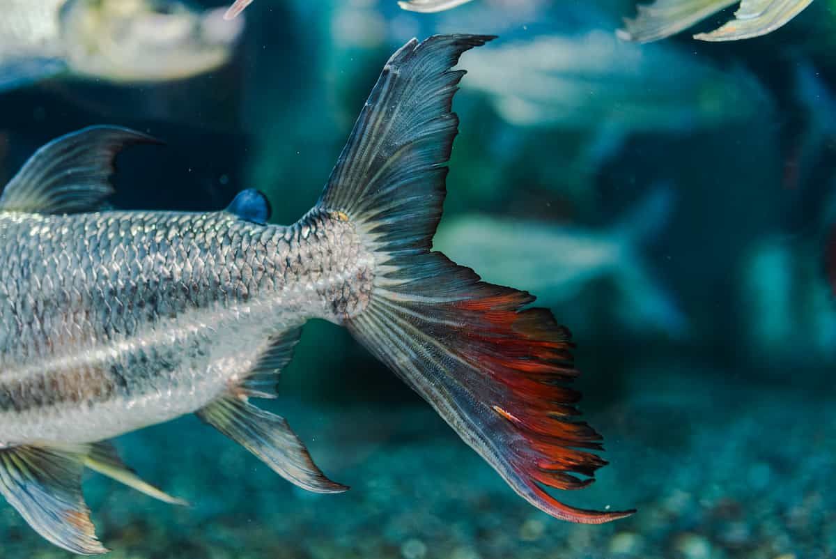 Goliath Tigrefish caudal fin