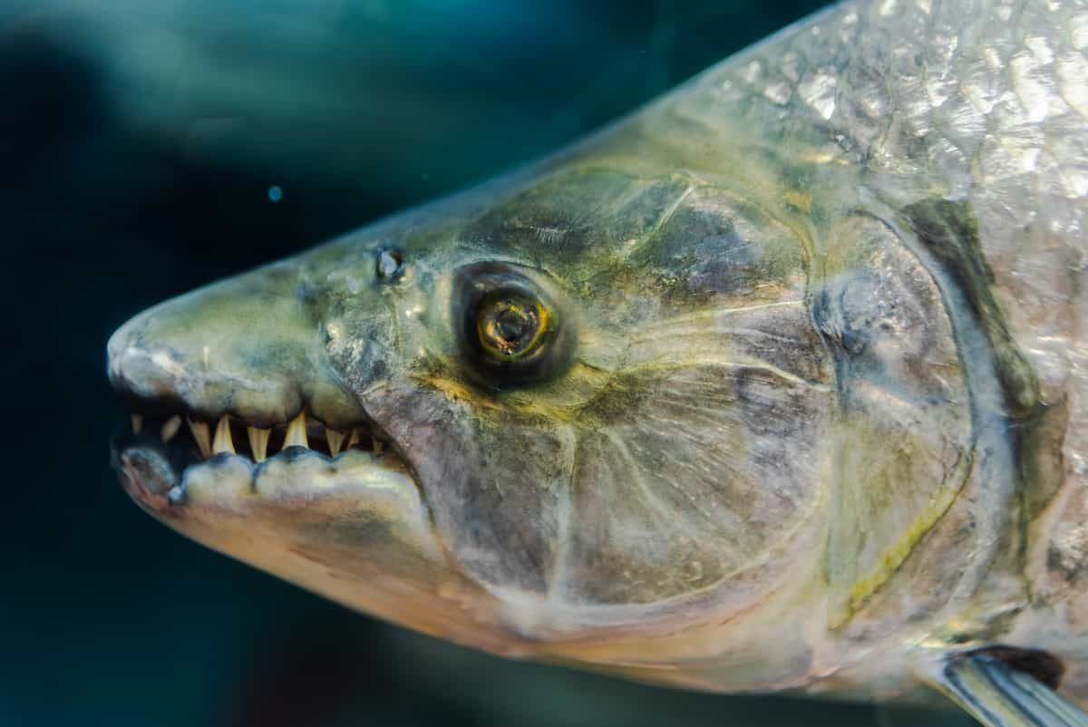 Goliath Tigrefish close-up