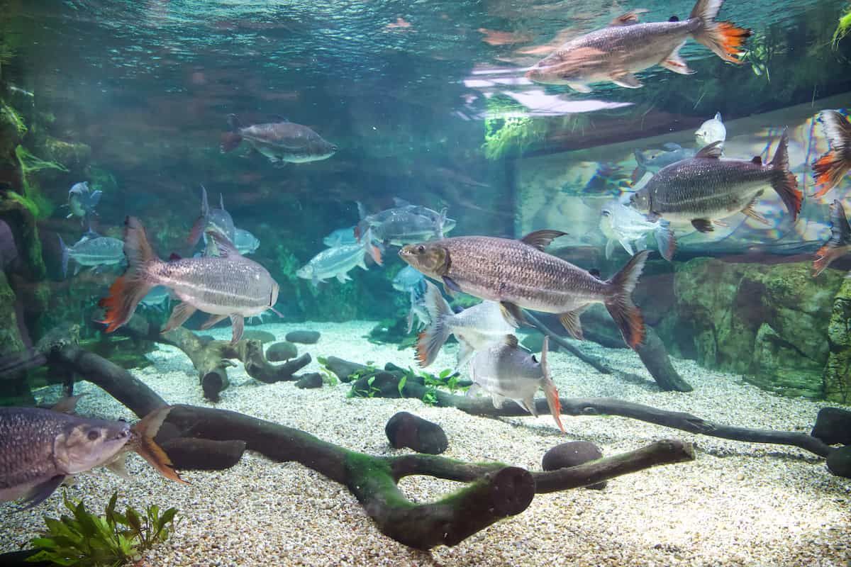 Full view of Goliath Tigrefish zone at Poema del Mar