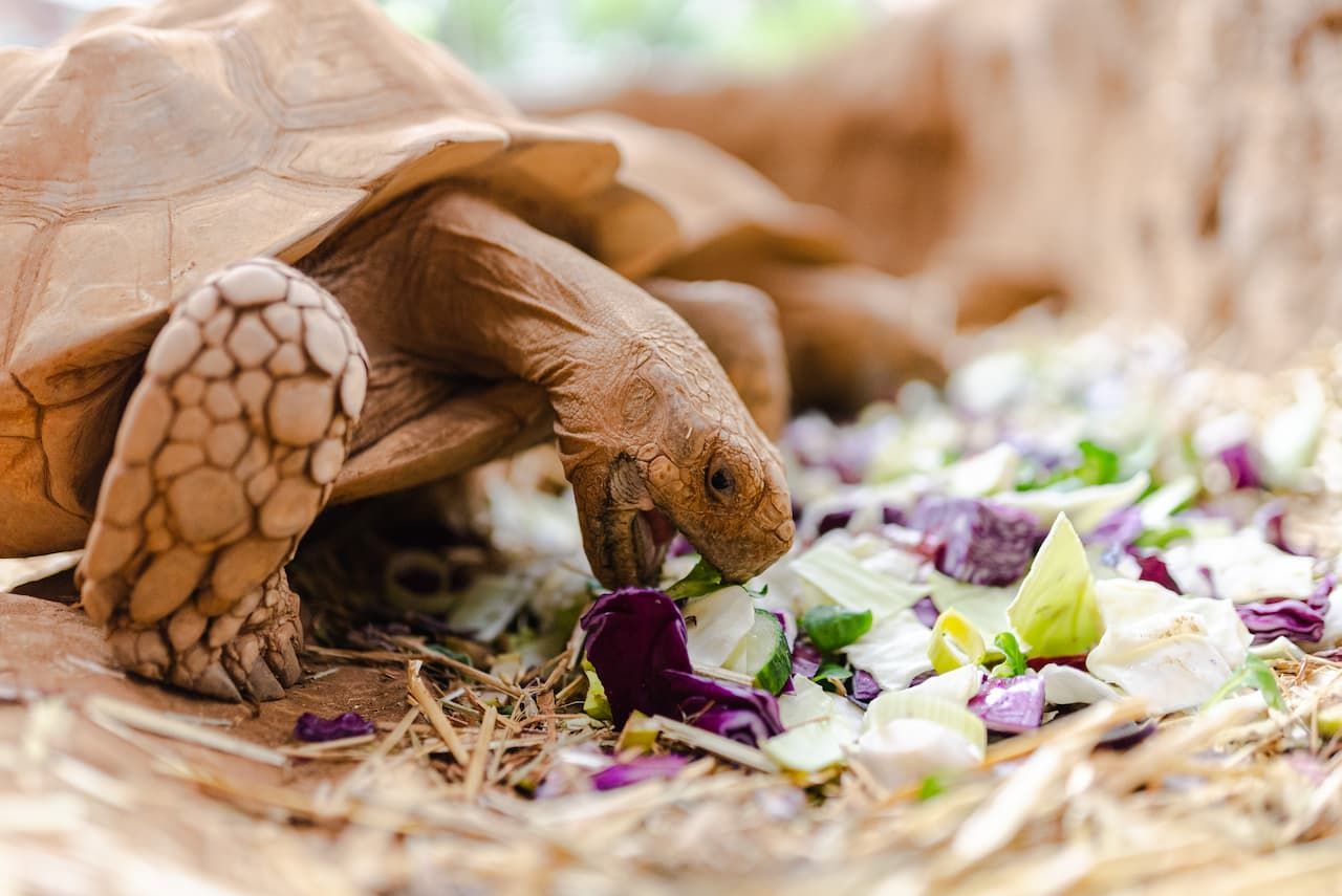 side view african spurred tortoise eating 