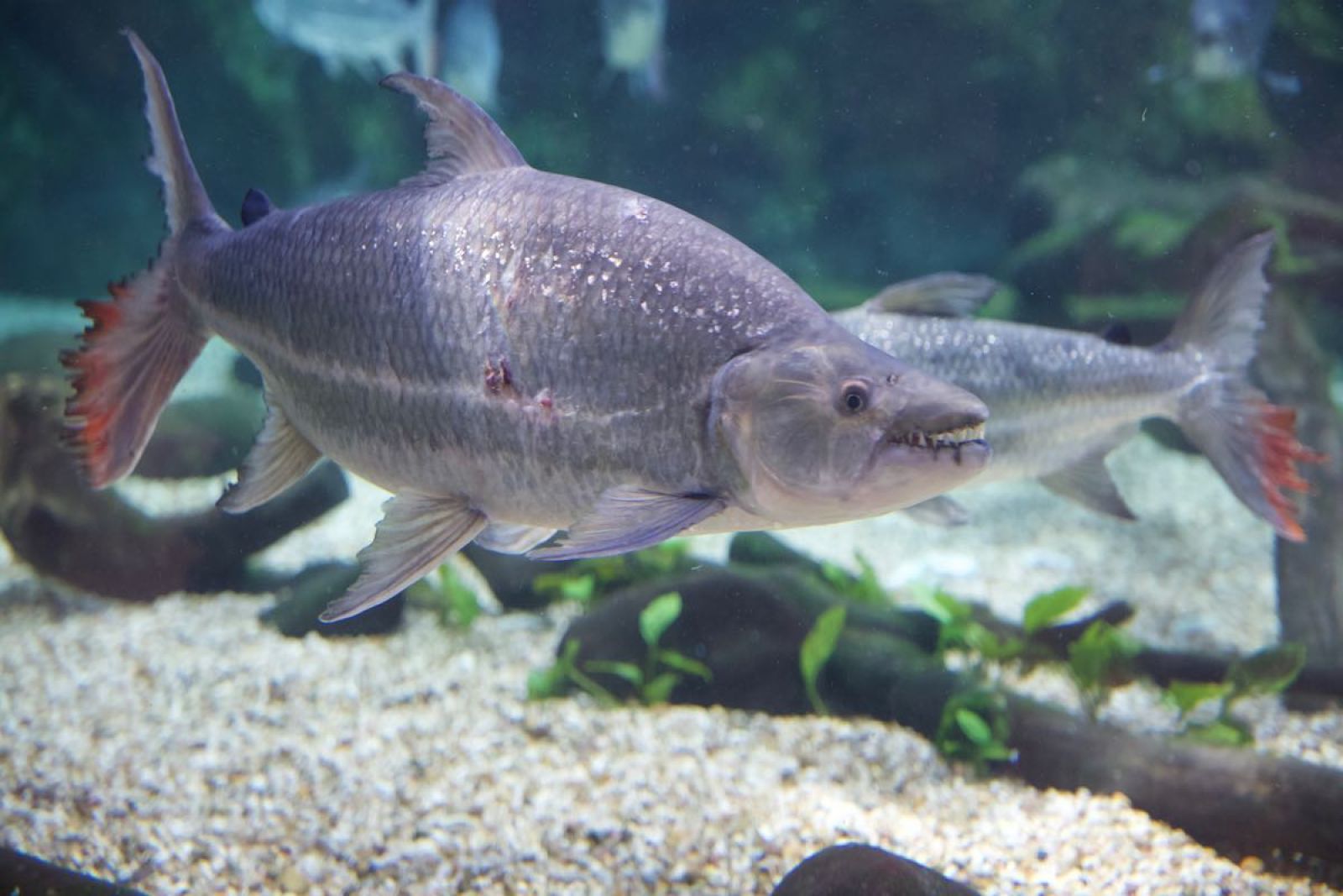 Goliath Tigerfish (Hydrocynus goliath)