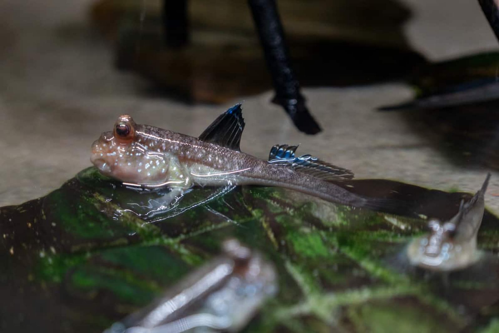 Silver-lined mudskipper (Periophthalmus argentilineatus)