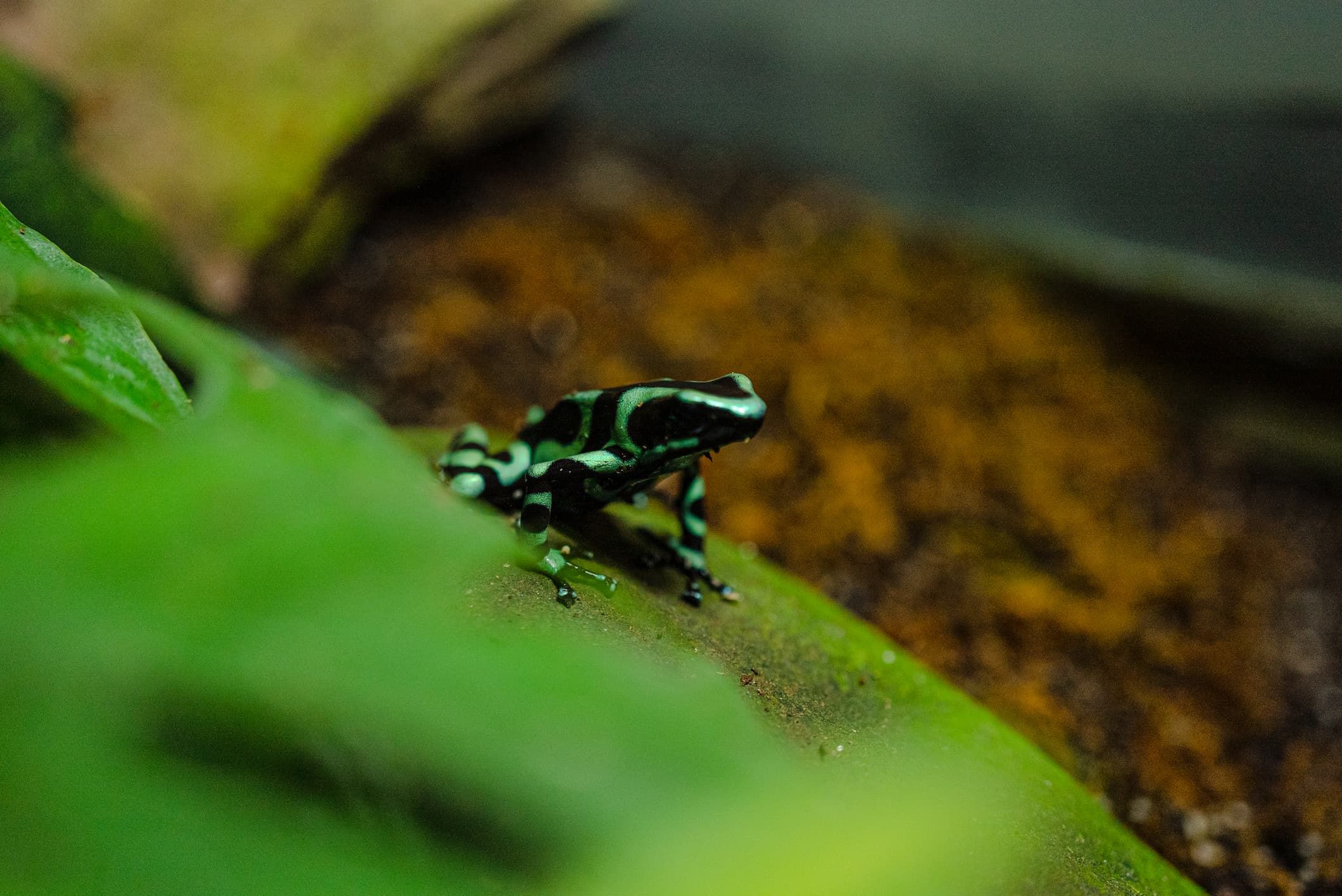 Rana felcha verde y negra de lado