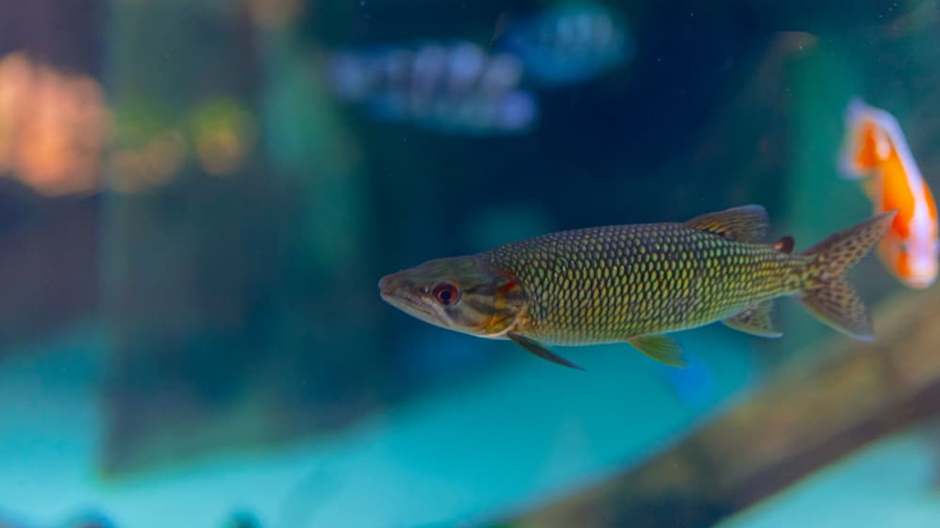 African pike (Hepsetus odoe)