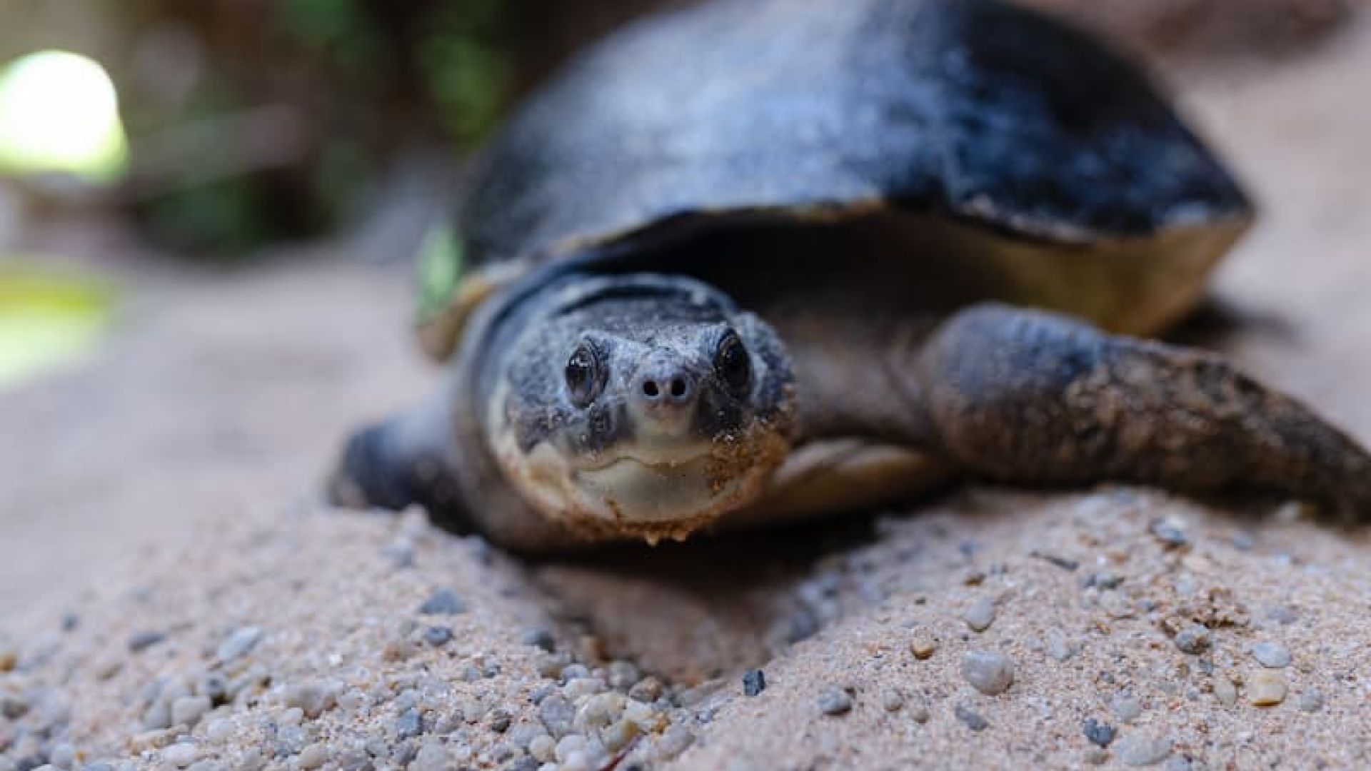 Pig-nosed Turtle