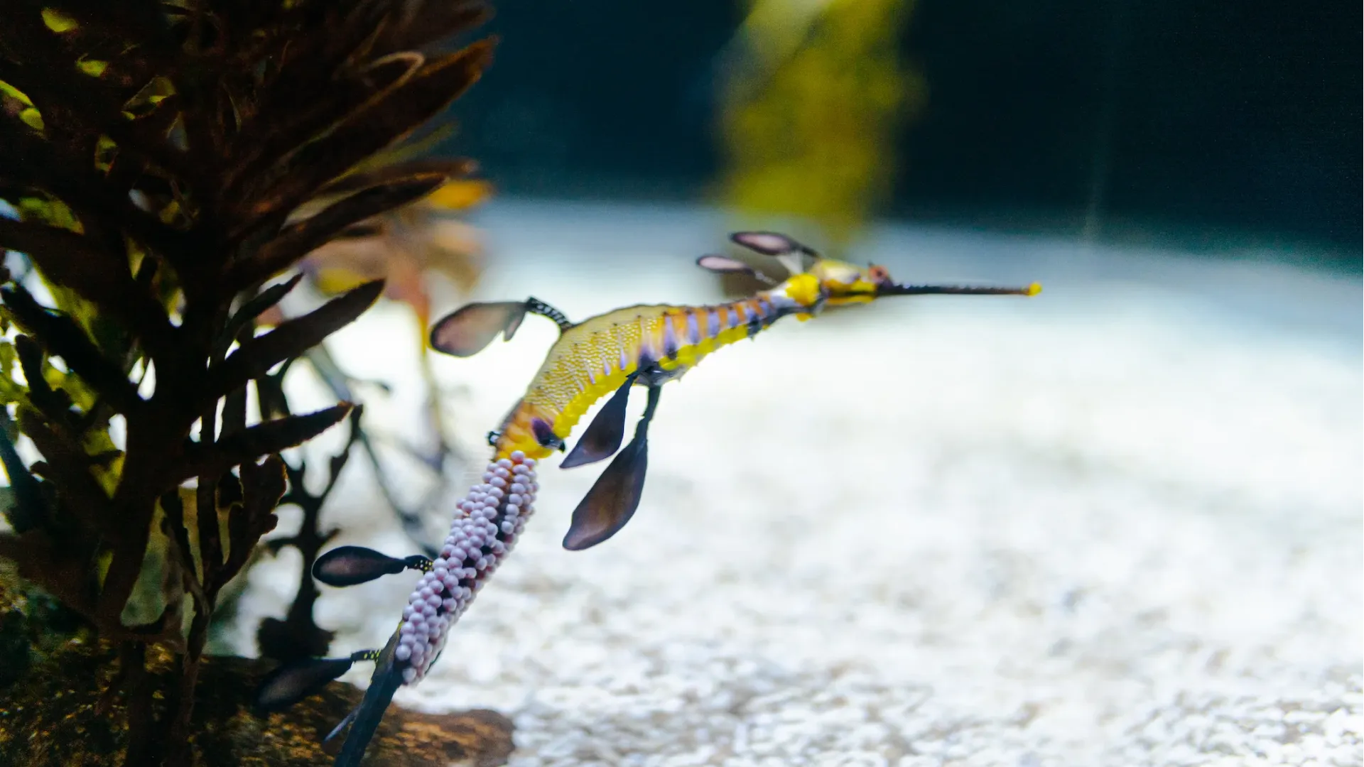 Dragón marino común 