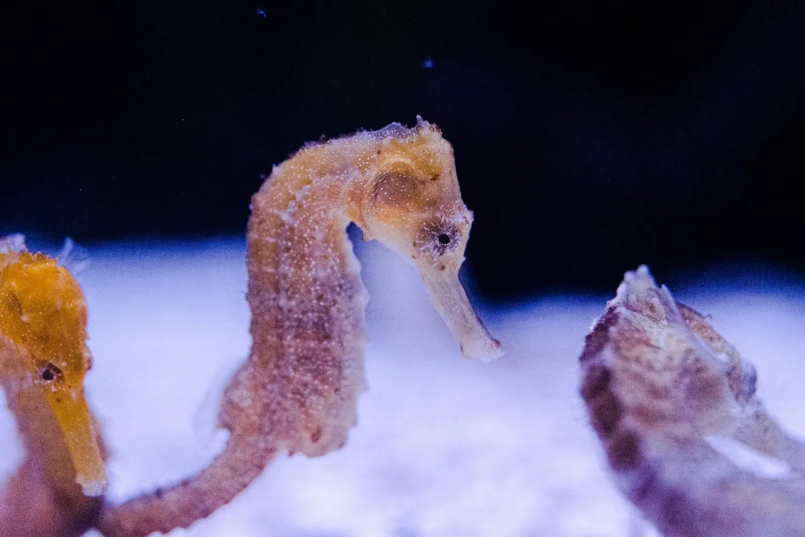 Caballito de mar de hocico largo  (Hippocampus reidi)