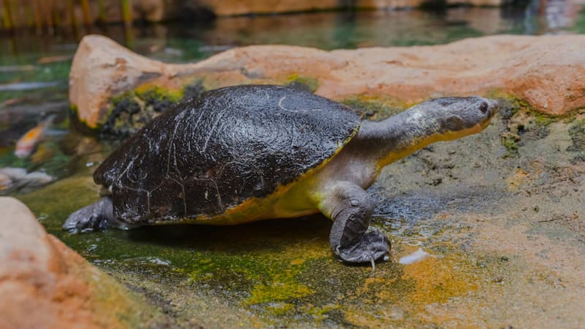 Pink-bellied Snapping Turtle