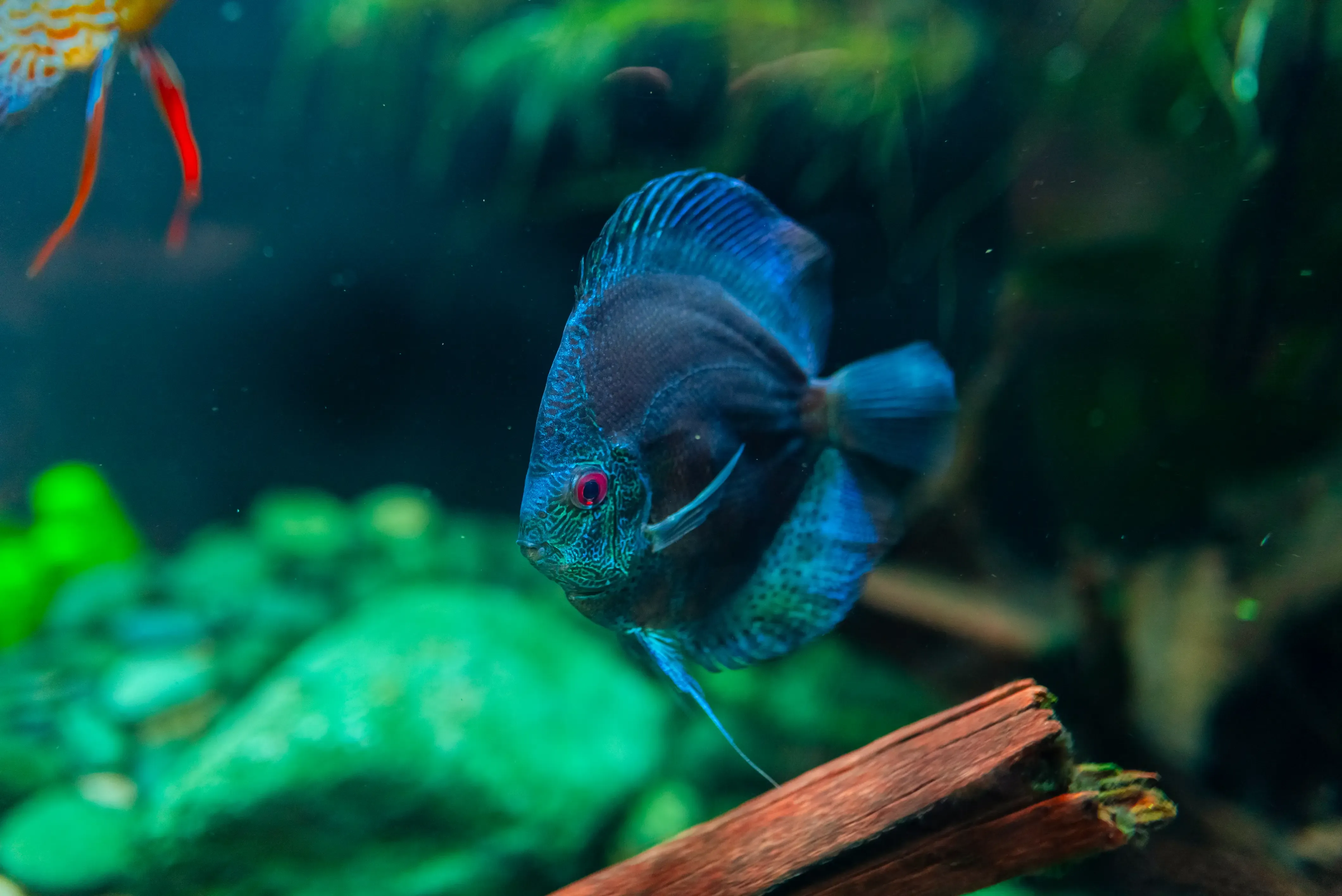 Pez Disco Azul
