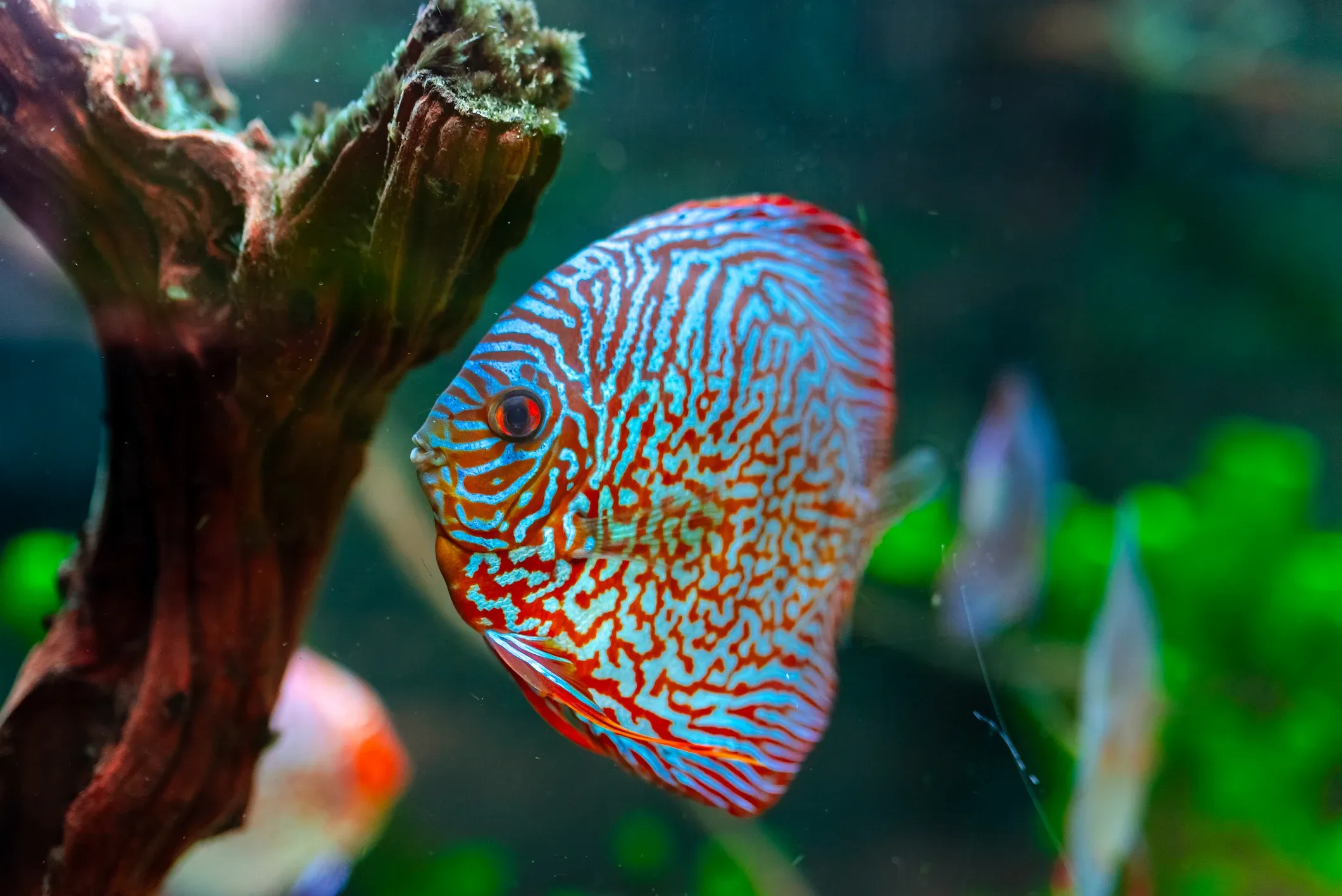 Pez Disco de rayas rojas en Poema del Mar