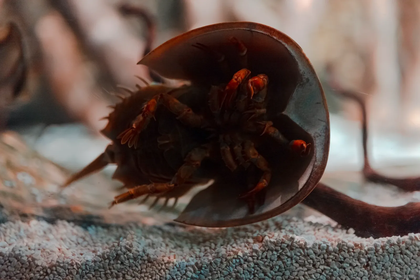 Atlantischer Pfeilschwanzkrebs (Limulus polyphemus)