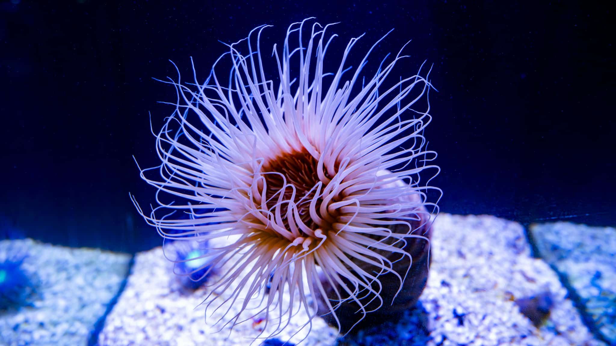 Mittelmeer-Zylinderrose Poema Del Mar Aquarium Gran Canaria