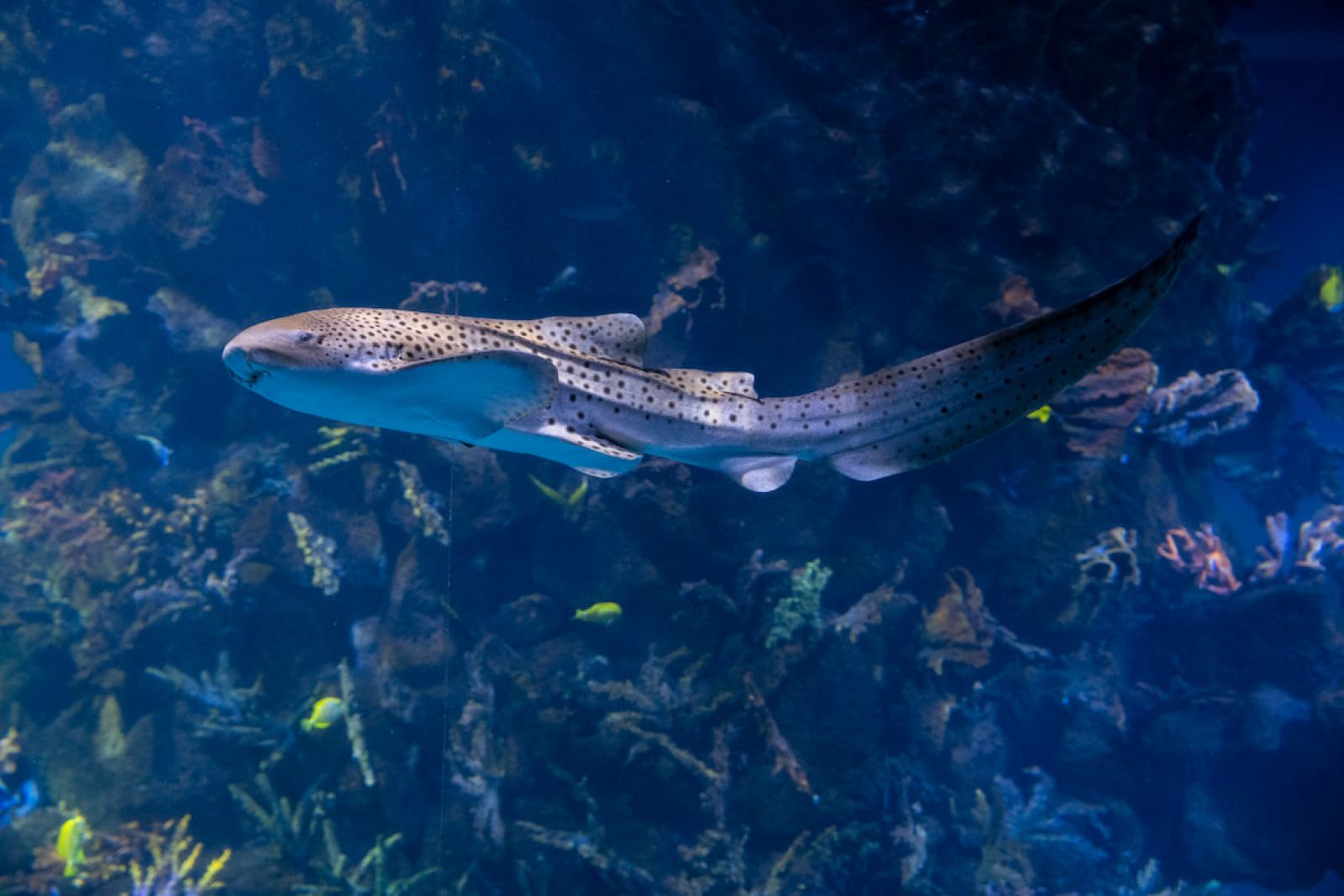 Tiburón cebra (Stegostoma tigrinum)