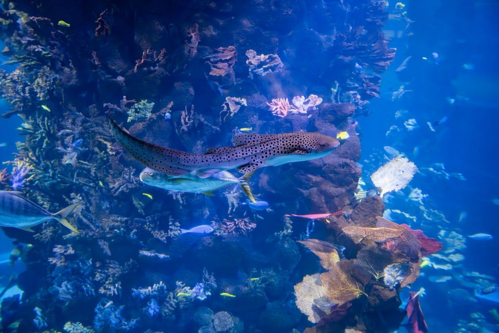 Stegostoma tigrinum