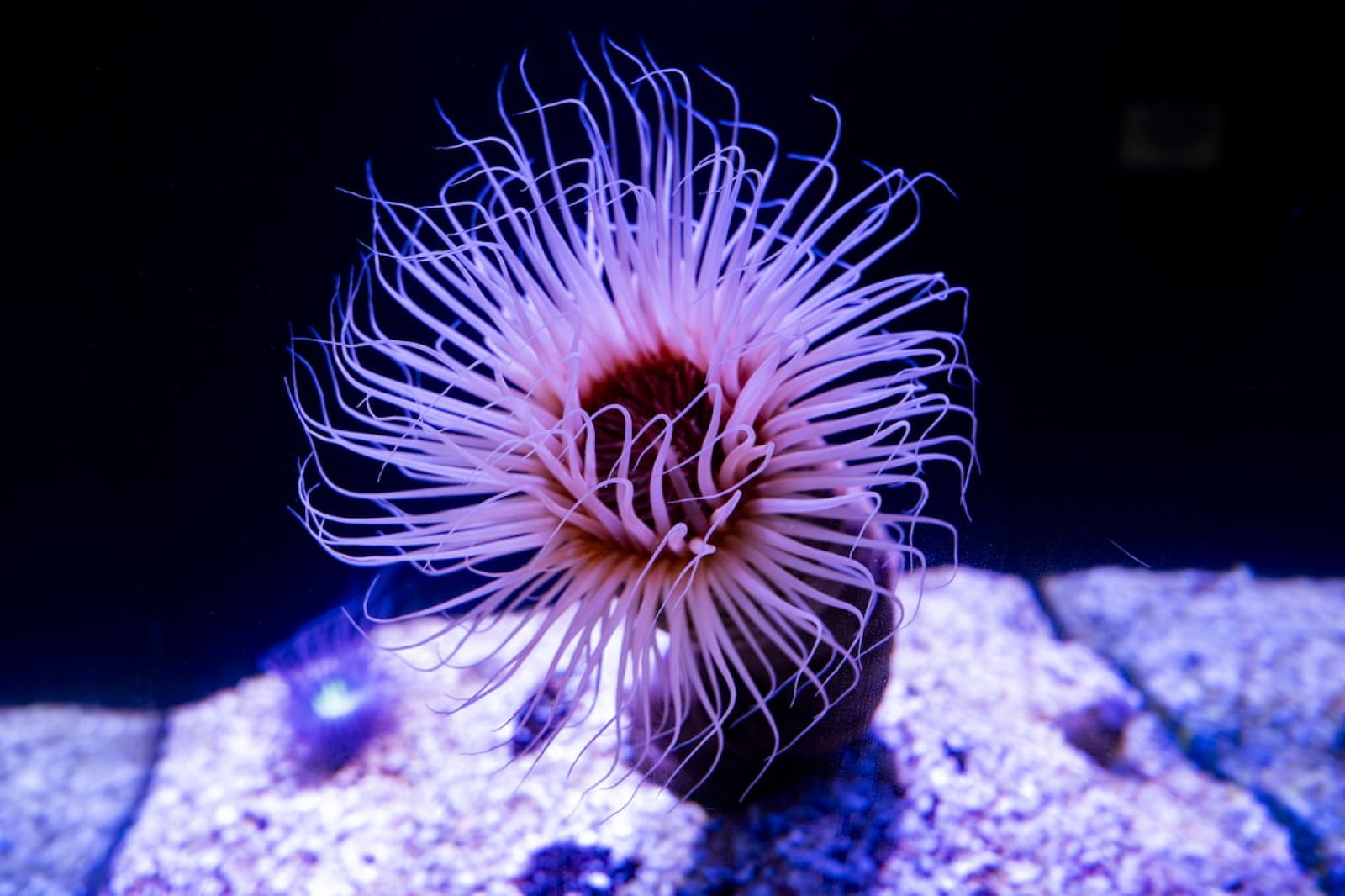 Anémona tubo (Cerianthus membranaceus)