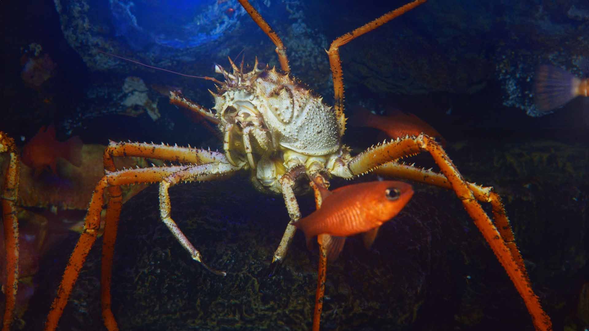 Giant Spider Crab