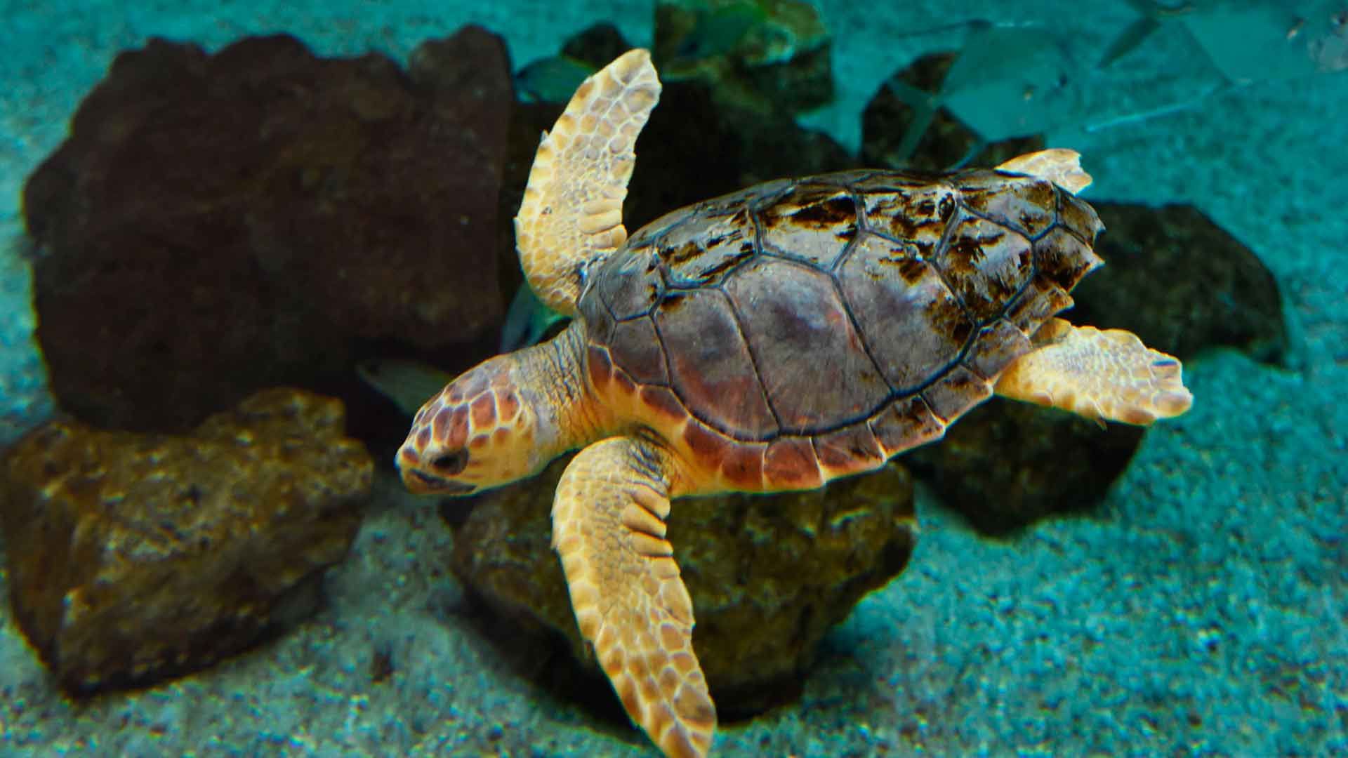 Loggerhead Sea Turtle