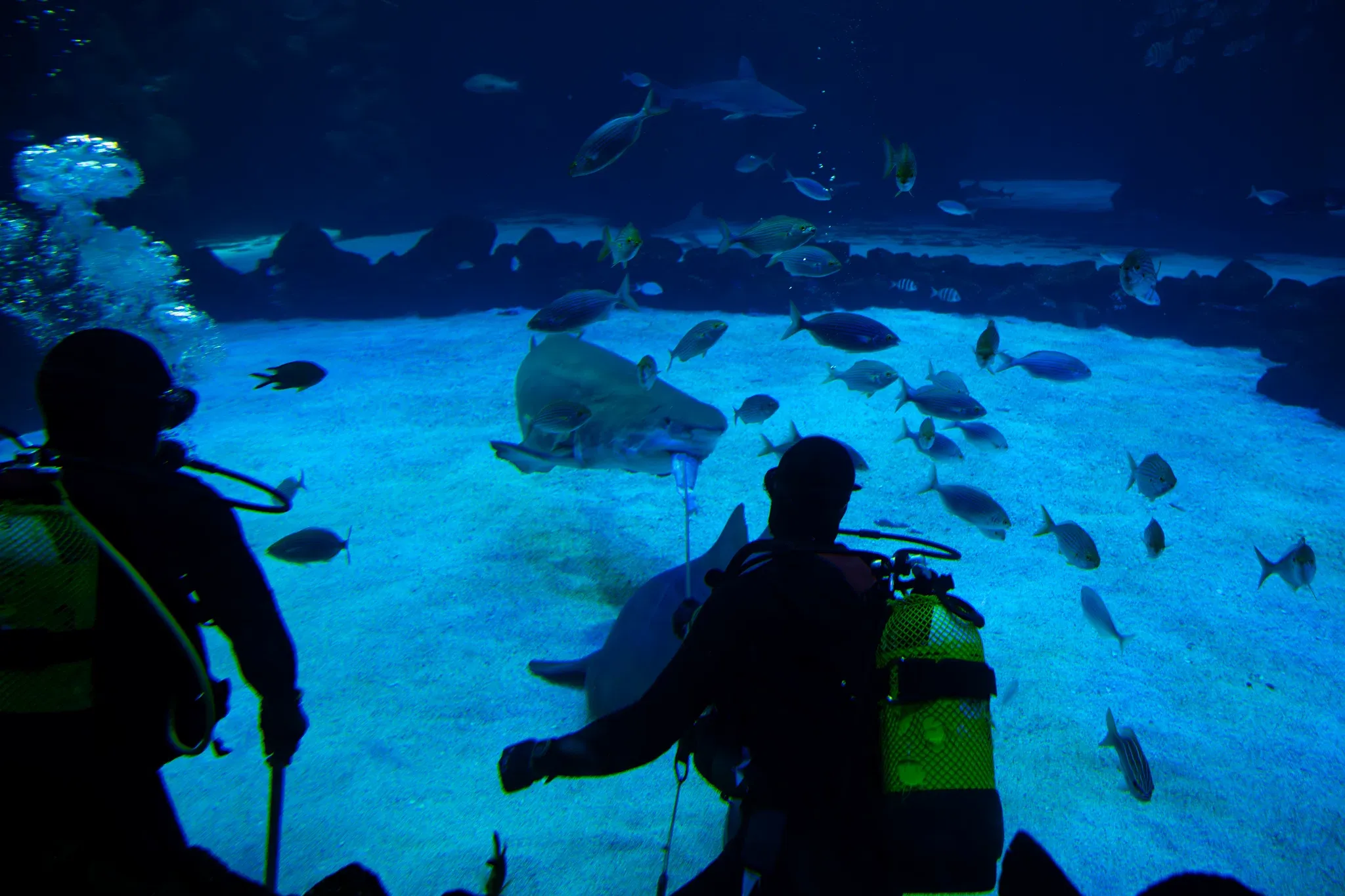 Ein Hai frisst bei der Fütterung einen Fisch