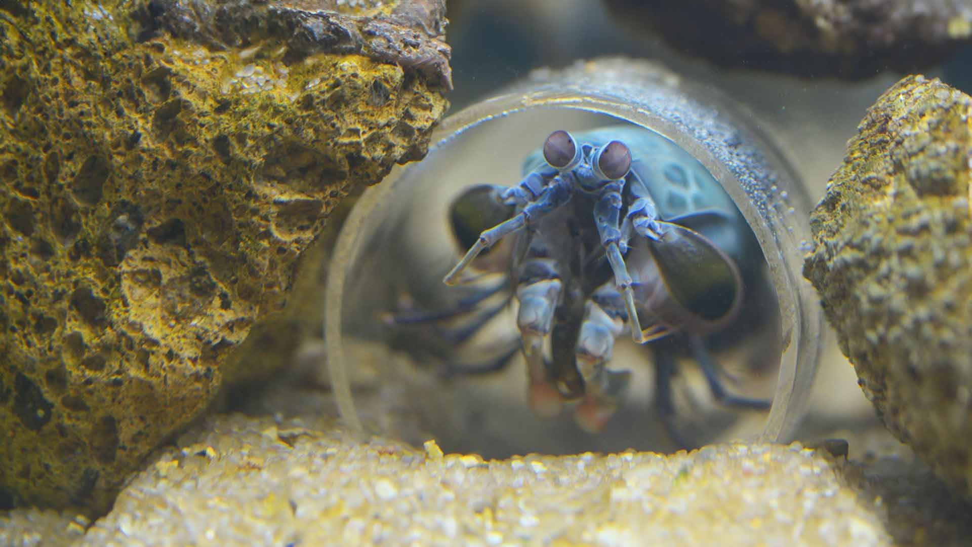 Peacock Mantis Shrimp