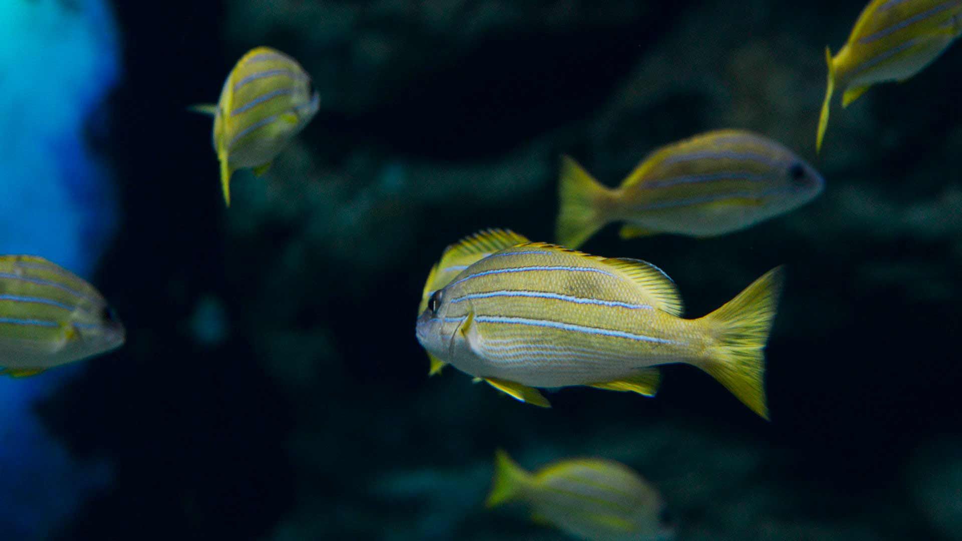 Pargo de Lineas Azules