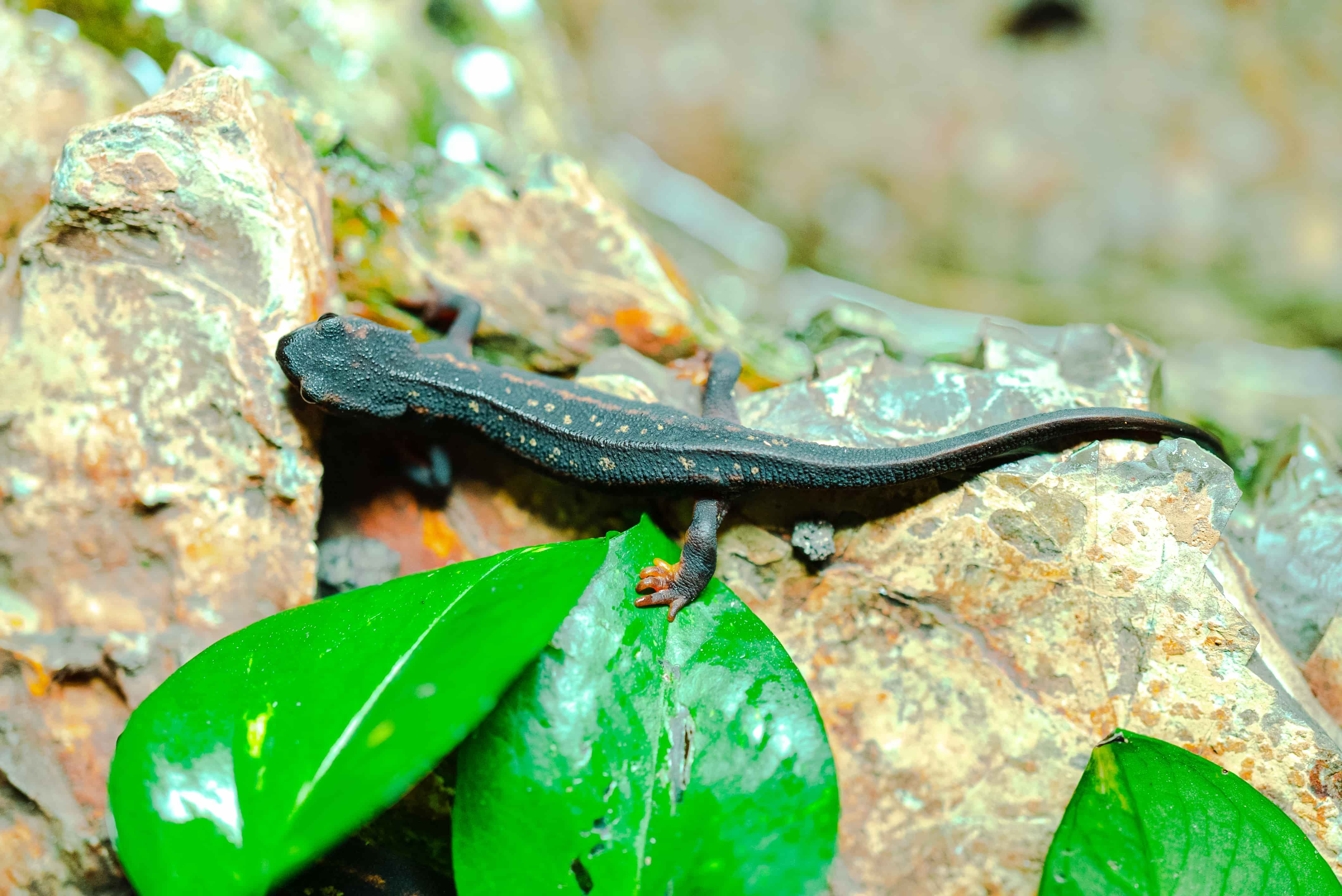 Rana arborícola de Australia