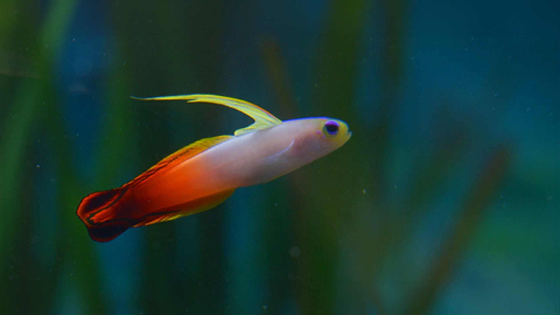 Fire Goby