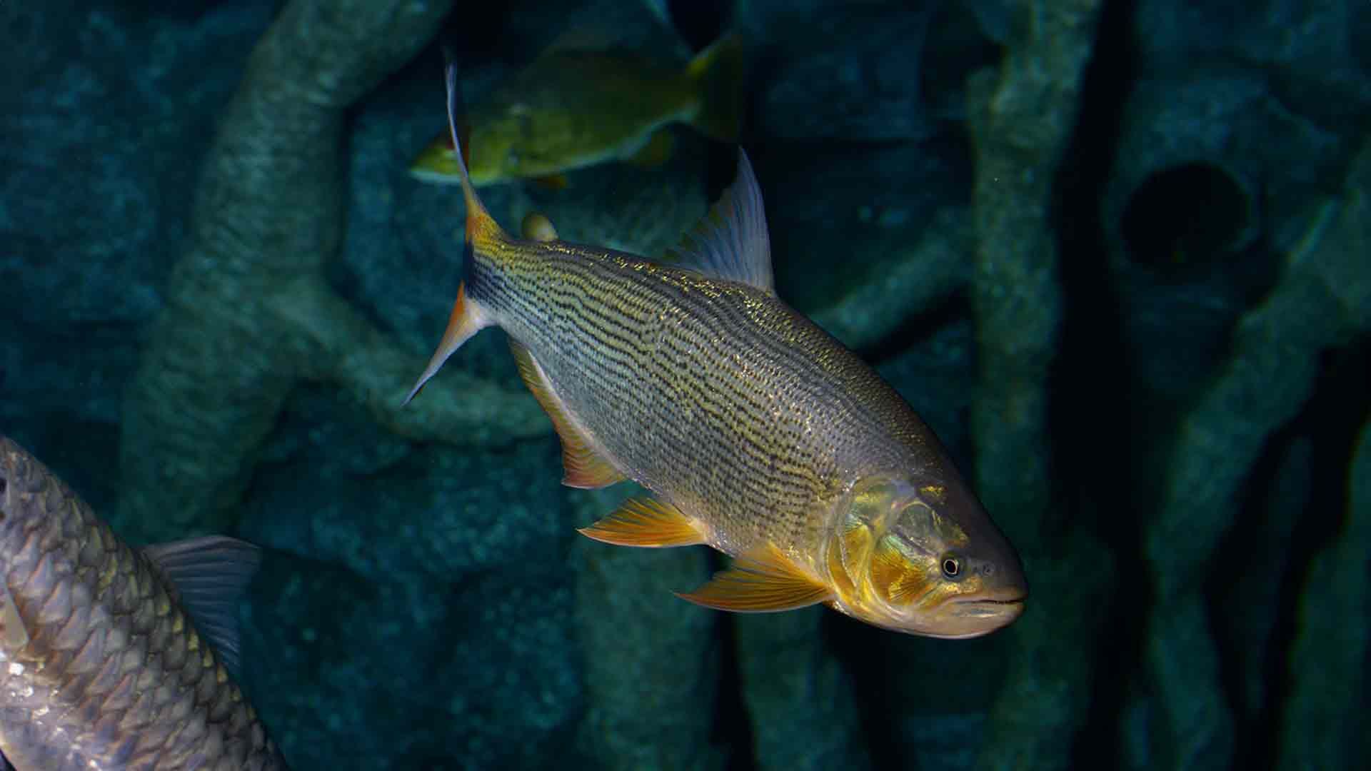 Gemeine Goldmakrele Poema Del Mar Aquarium Gran Canaria