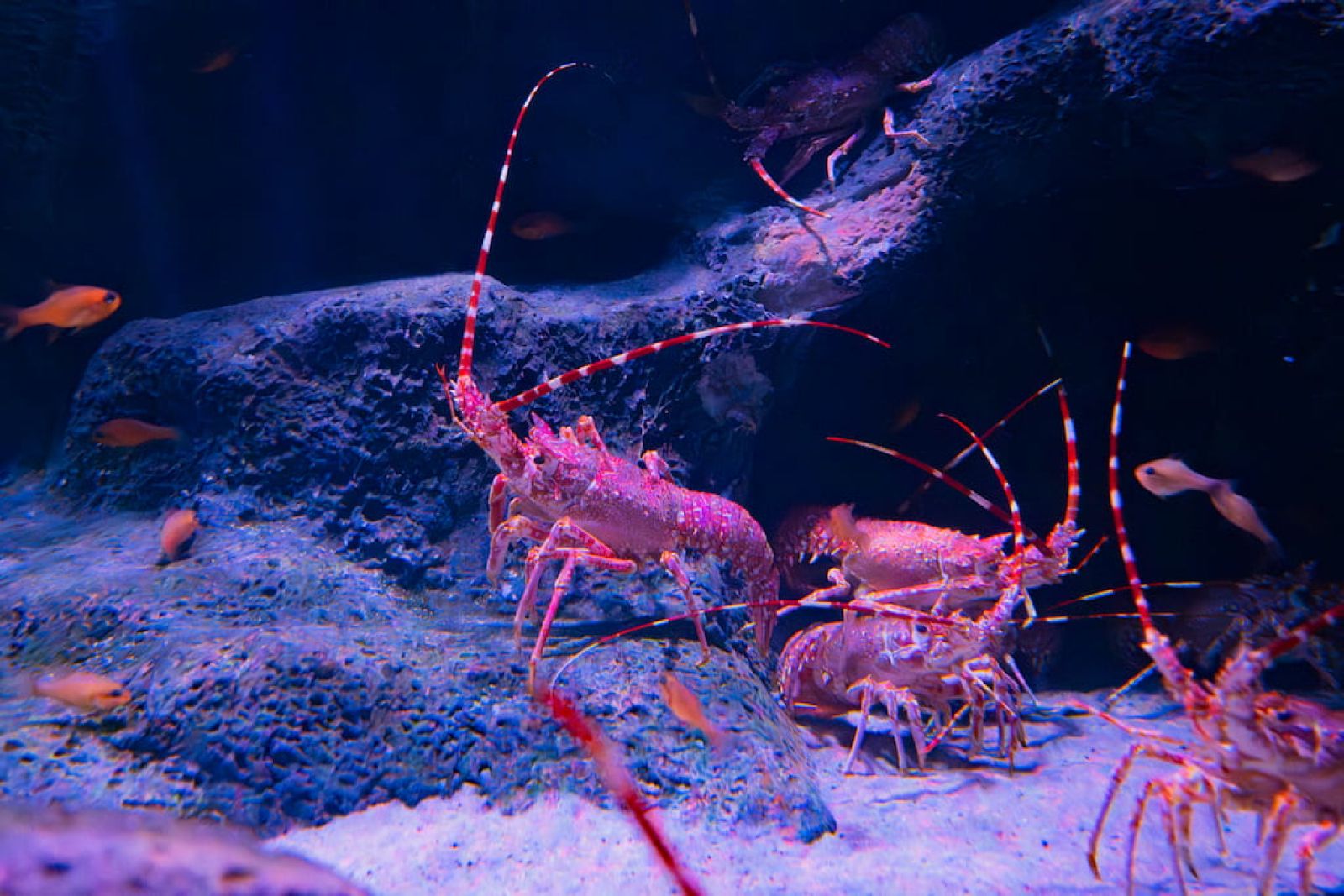 Gewöhnliche Languste (Palinurus elephas)