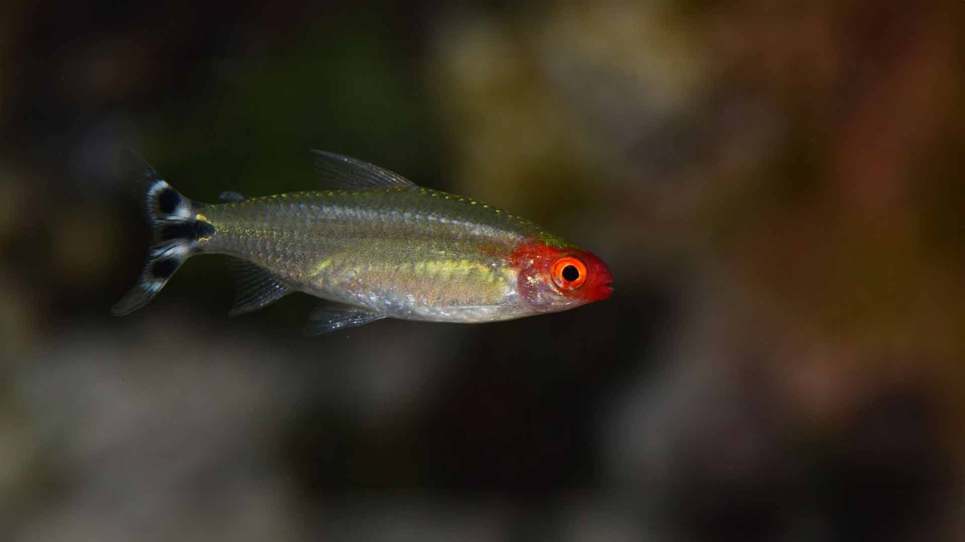 Rotmaulsalmler Poema Del Mar Aquarium Gran Canaria