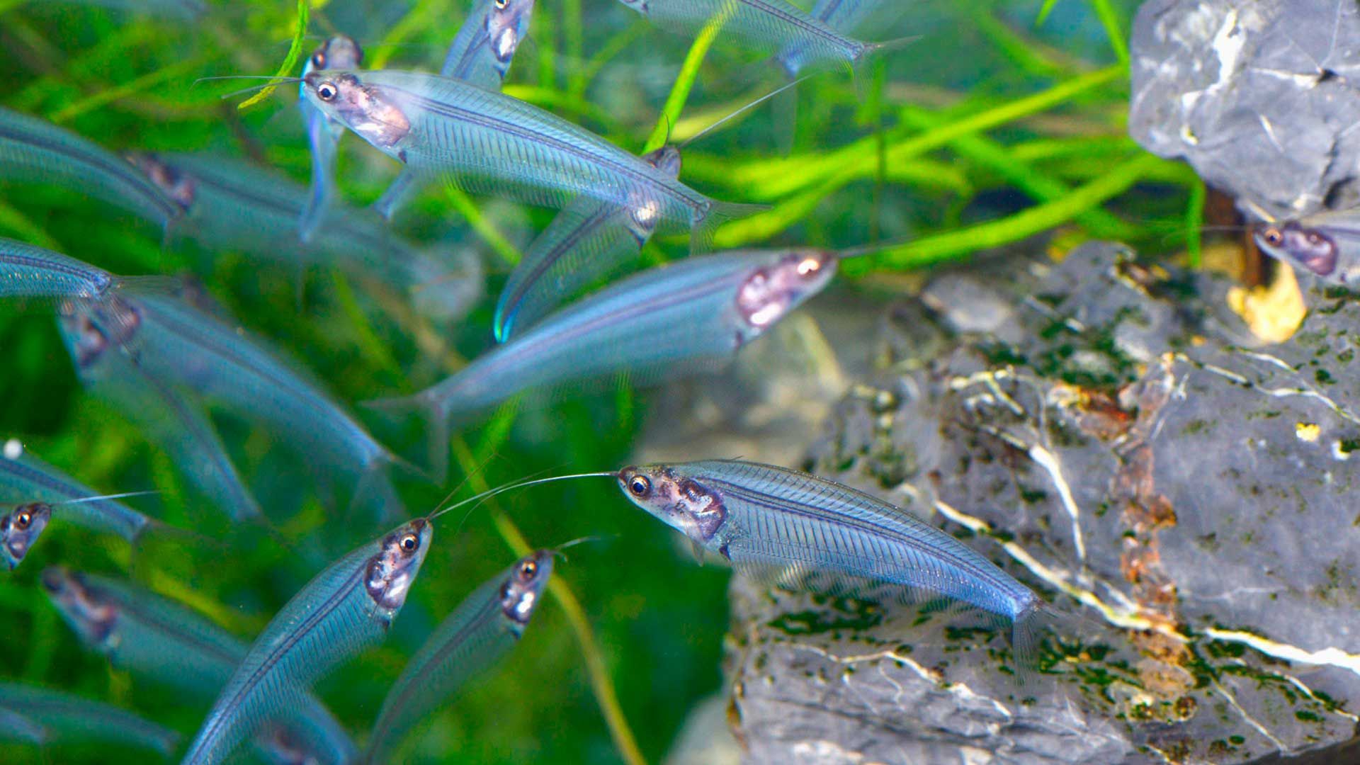 Glass Catfish