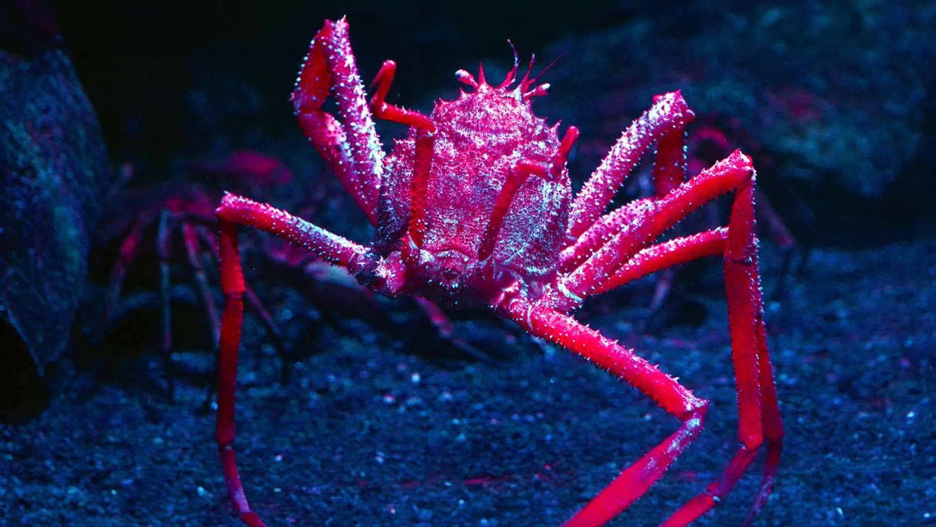 Giant Spider Crab