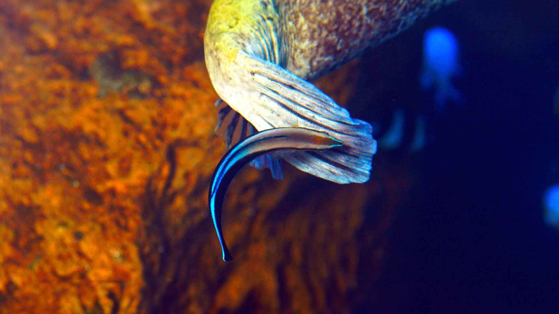 Wrasse