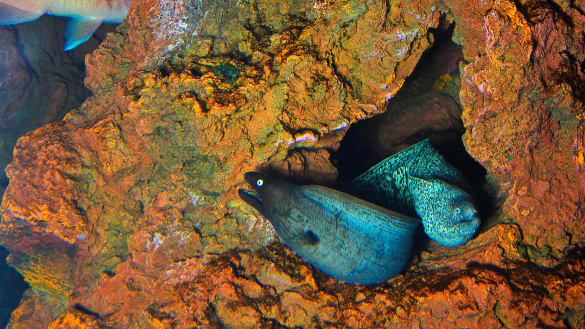 Black Moray Eel Poema Del Mar Aquarium Gran Canaria